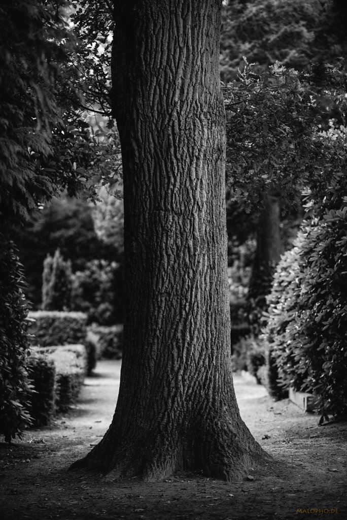 Baum im Weg