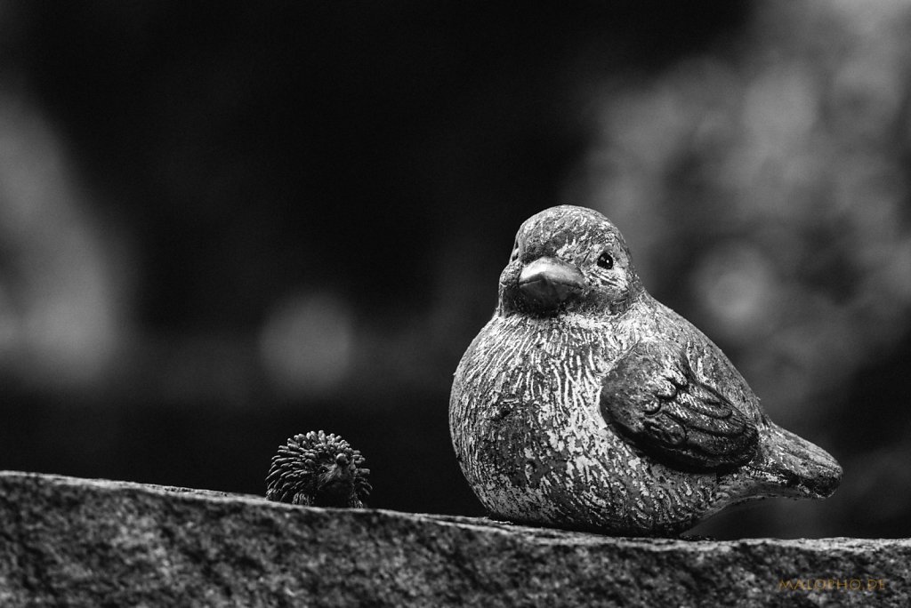 Spatz und Igel