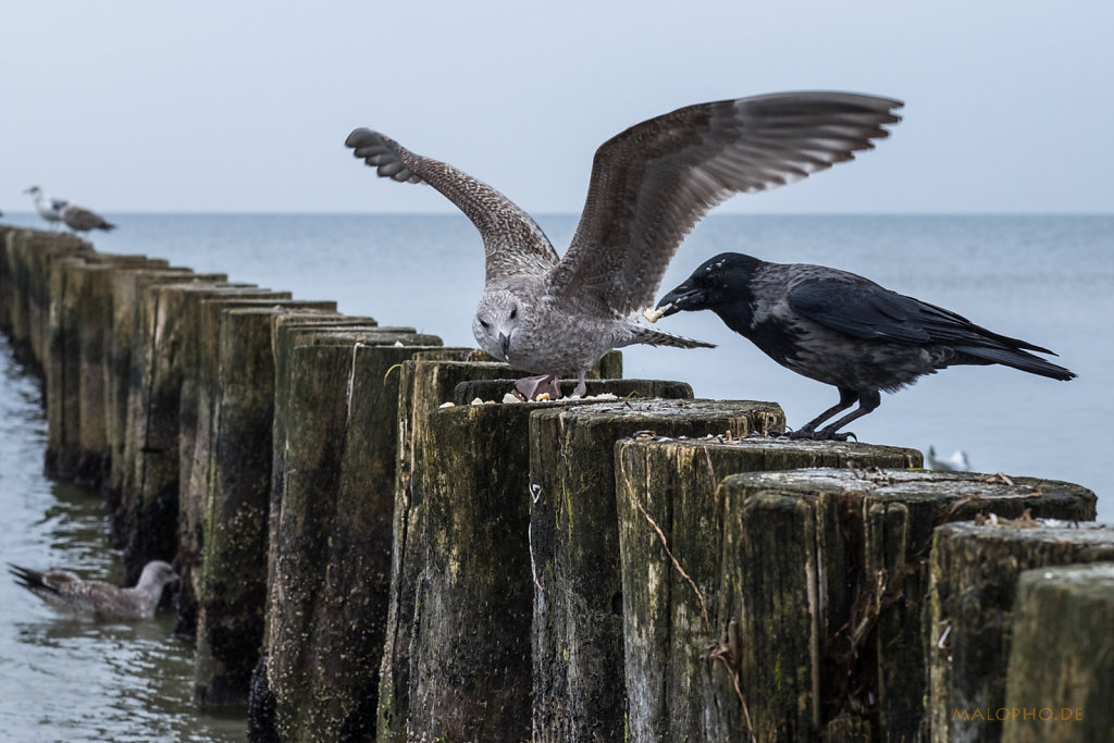 Zingst-Strand