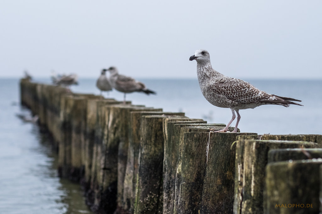 Zingst-Strand