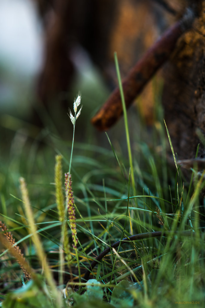 Im Gras-2