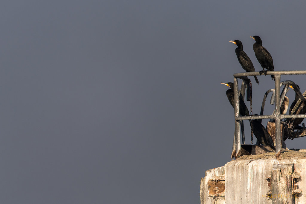 Kormoran Trio