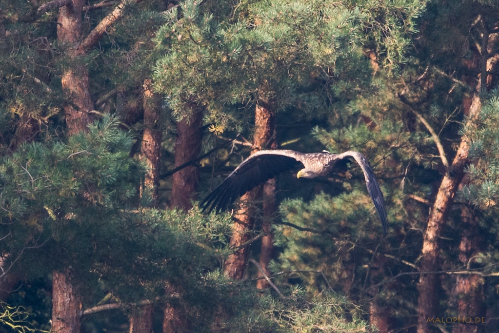 Adler-7