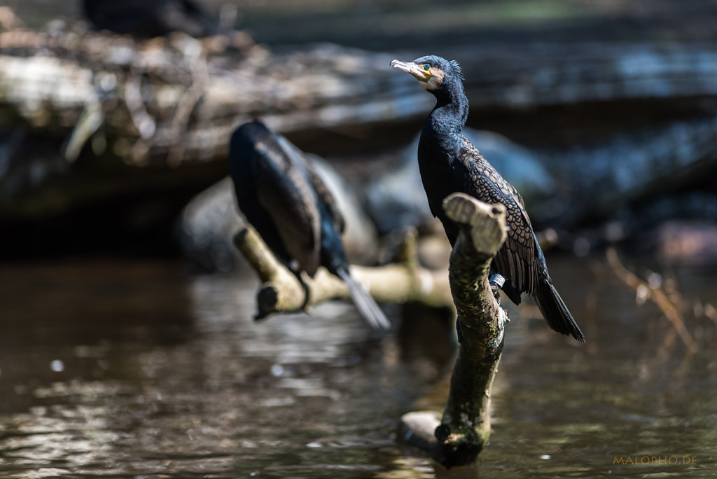 Kormoran