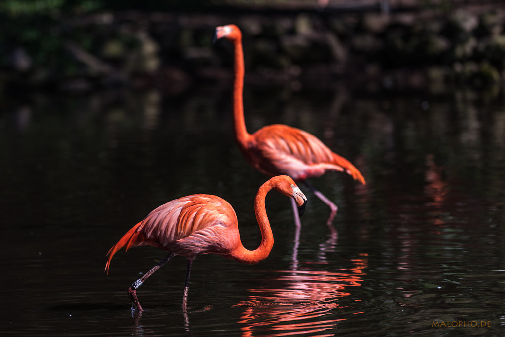 Roter Flamingo