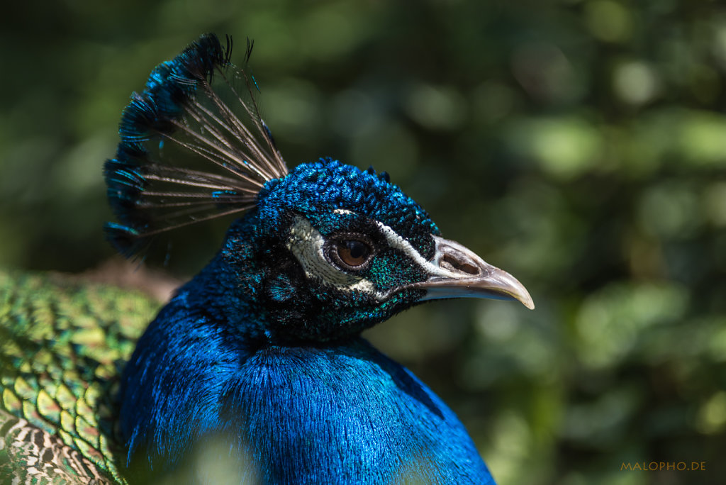 Pfau