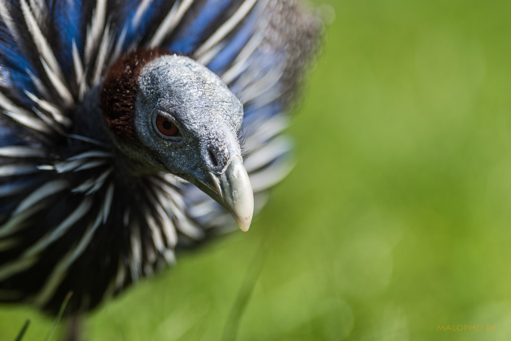 Geierperlhuhn