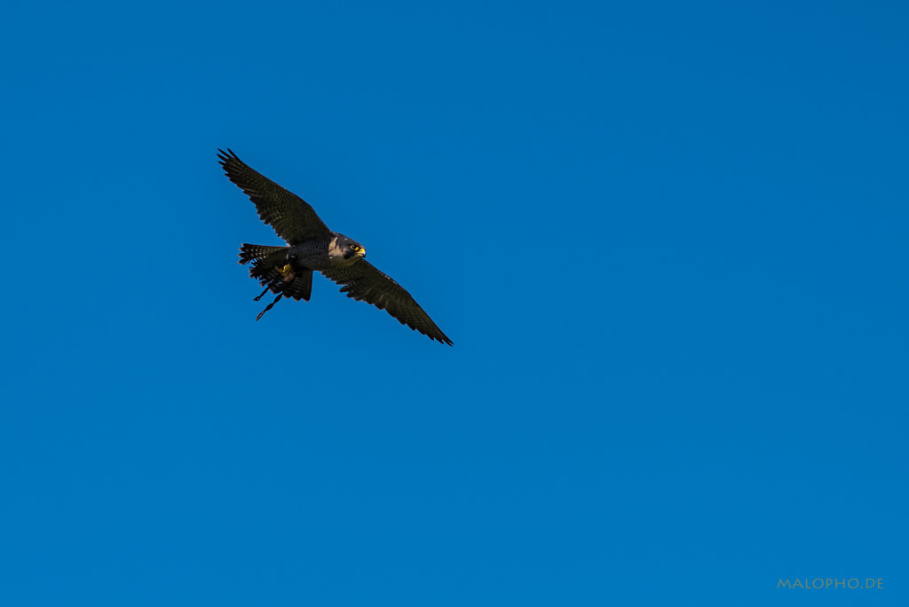 Blaufalke