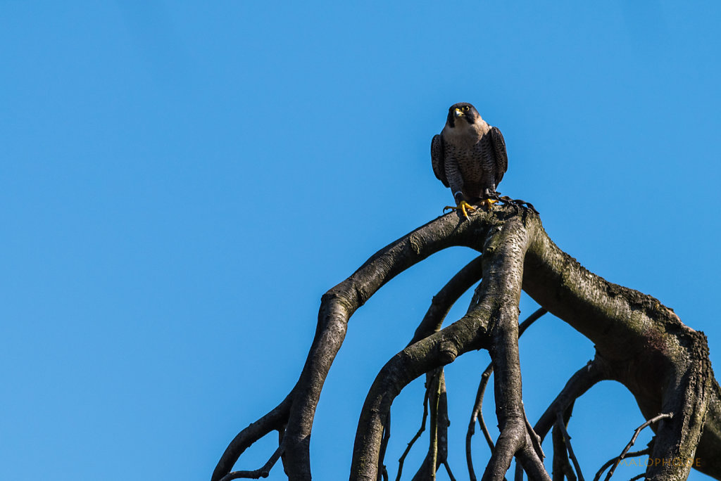 Blaufalke-2