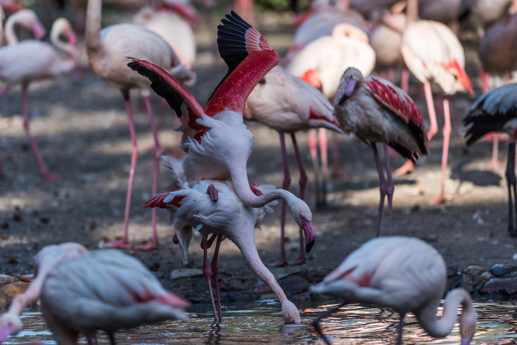 Flamingoliebe