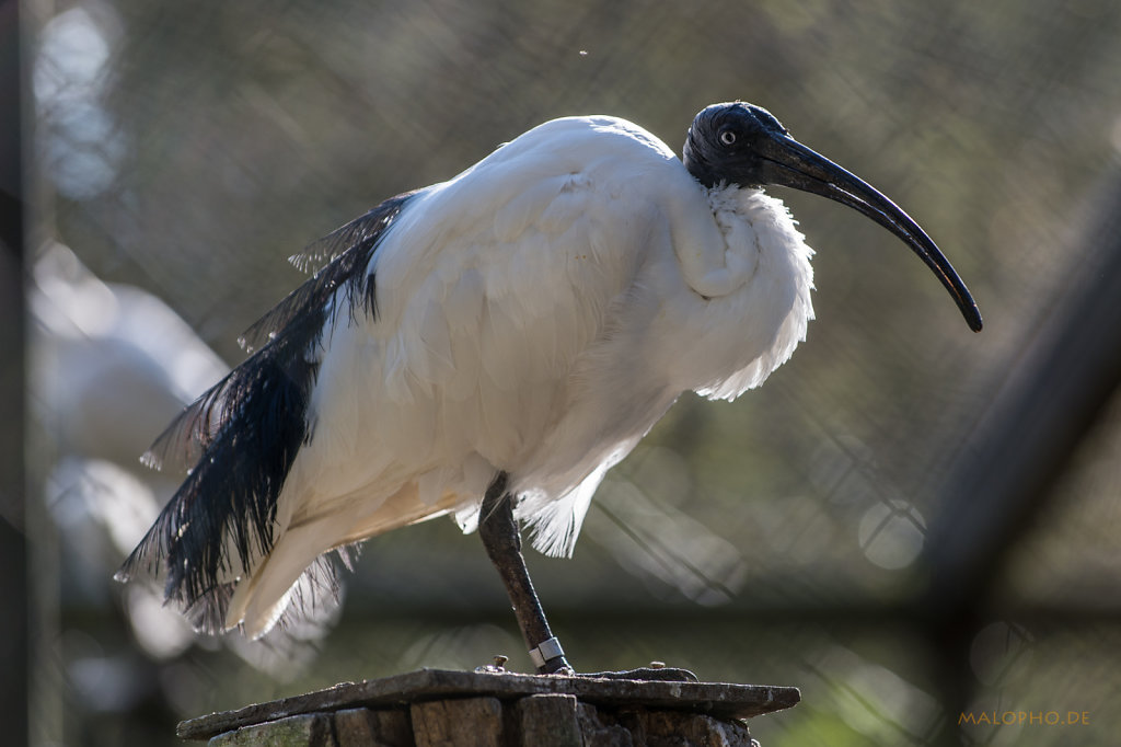 Blauaugen-Ibis