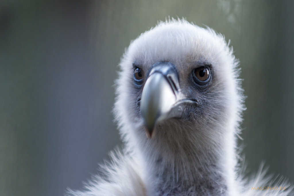 Vogelpark Walsrode-2 2015