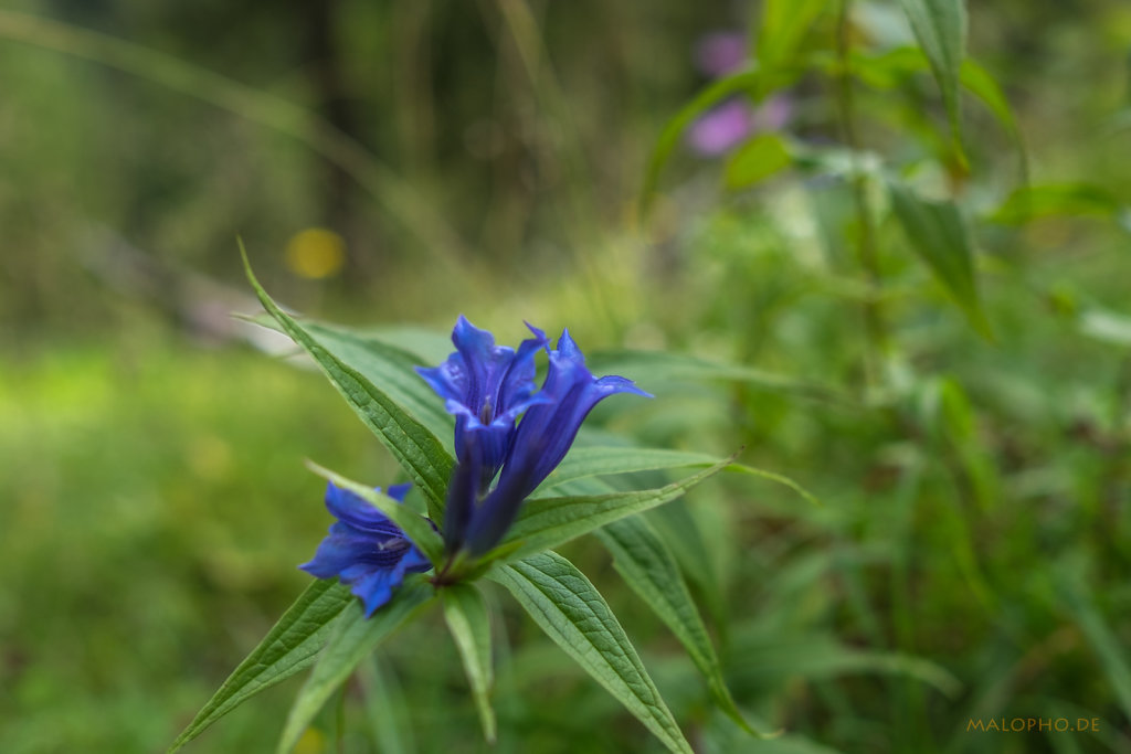Alpenblumen-3
