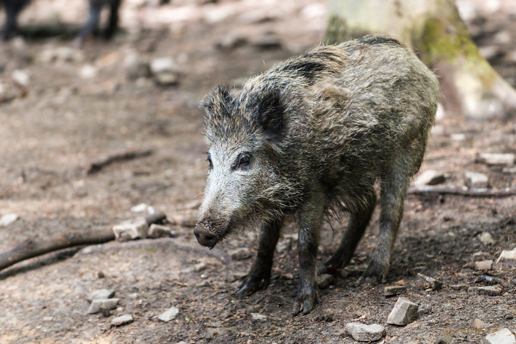 Wildschweinchen-1