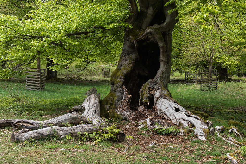 Baum