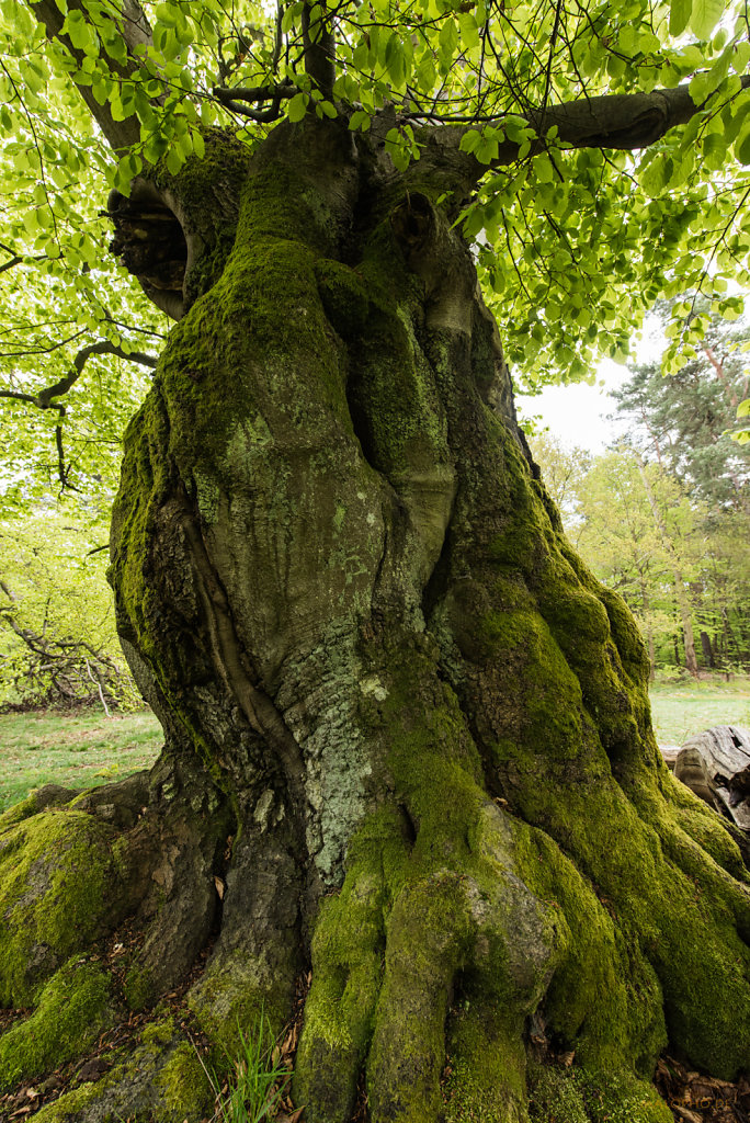 Baum
