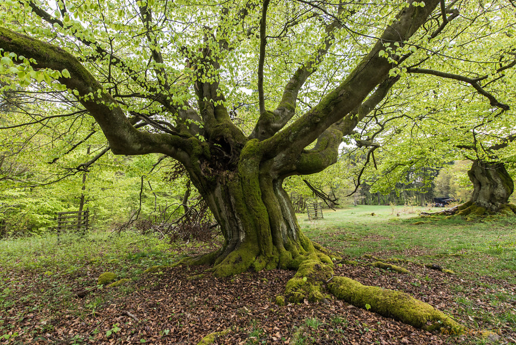 Baum