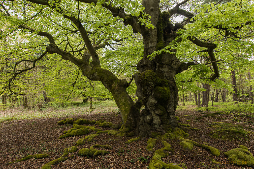 Baum
