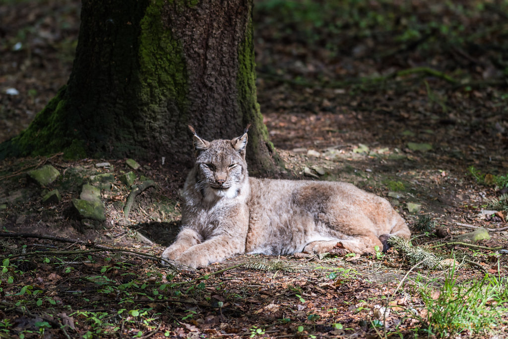 Luchs-1