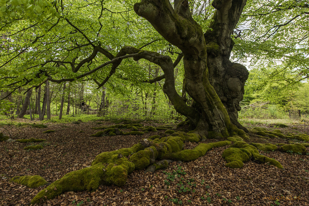 Baum