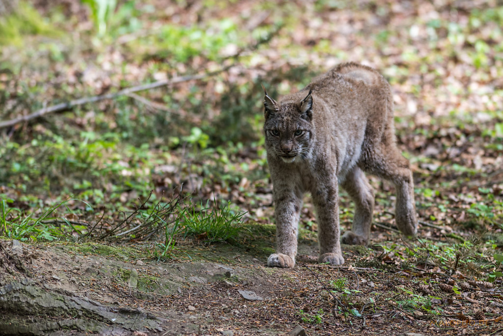 Luchs-2