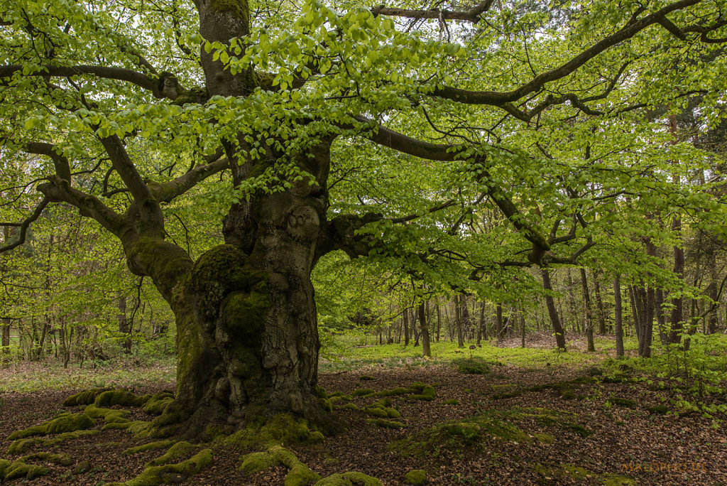 Baum