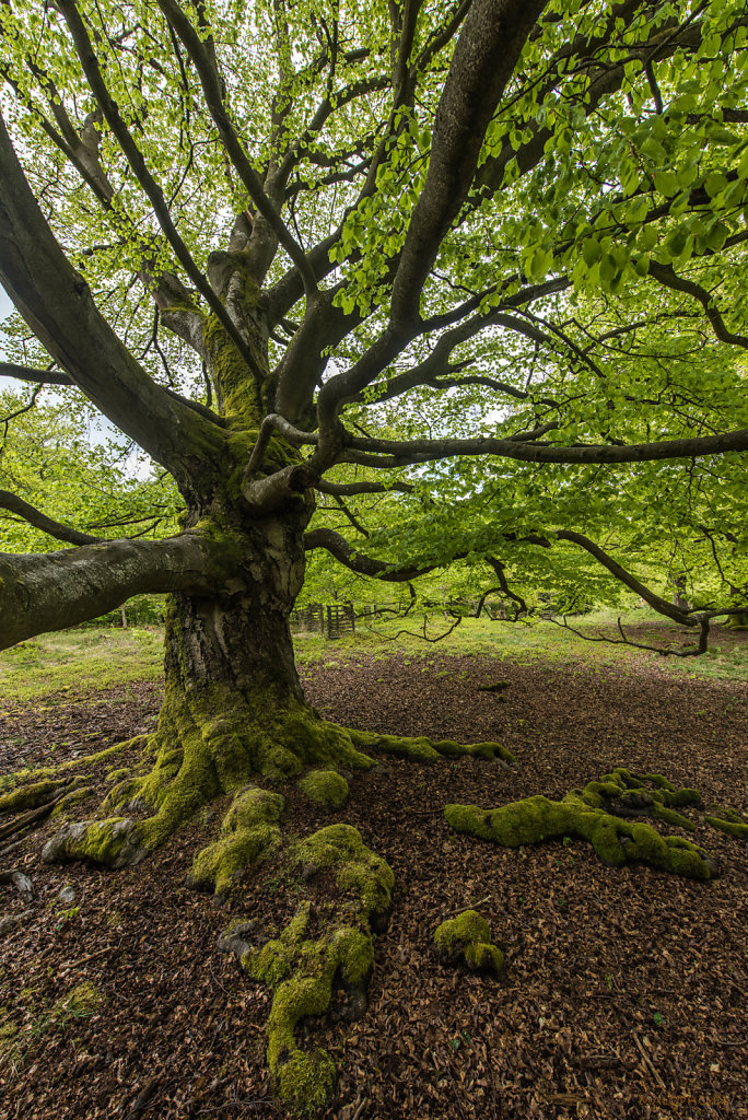 Baum