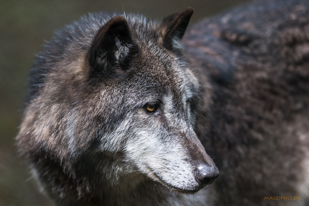 Wolf Portrait