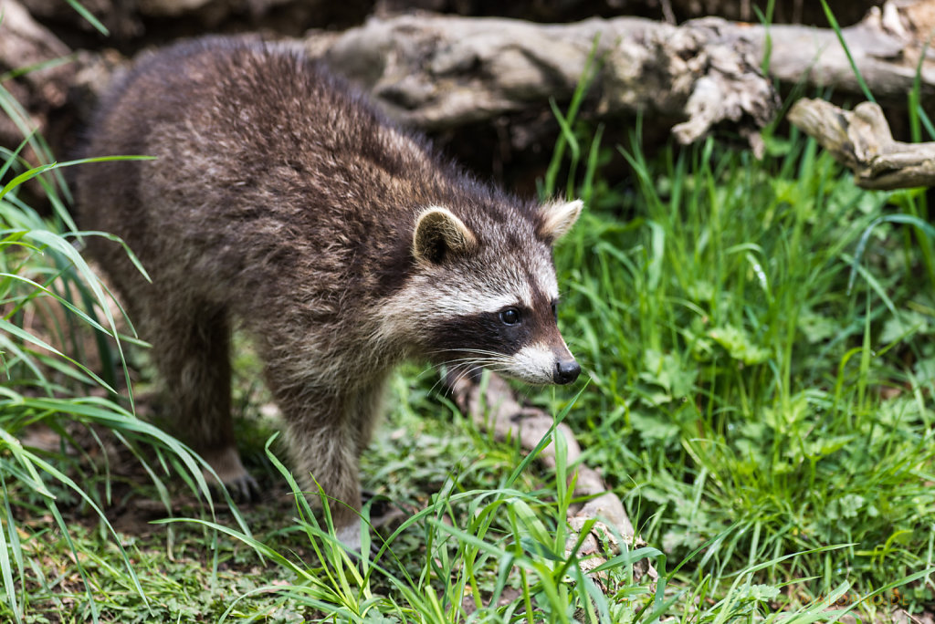 Waschbär-2