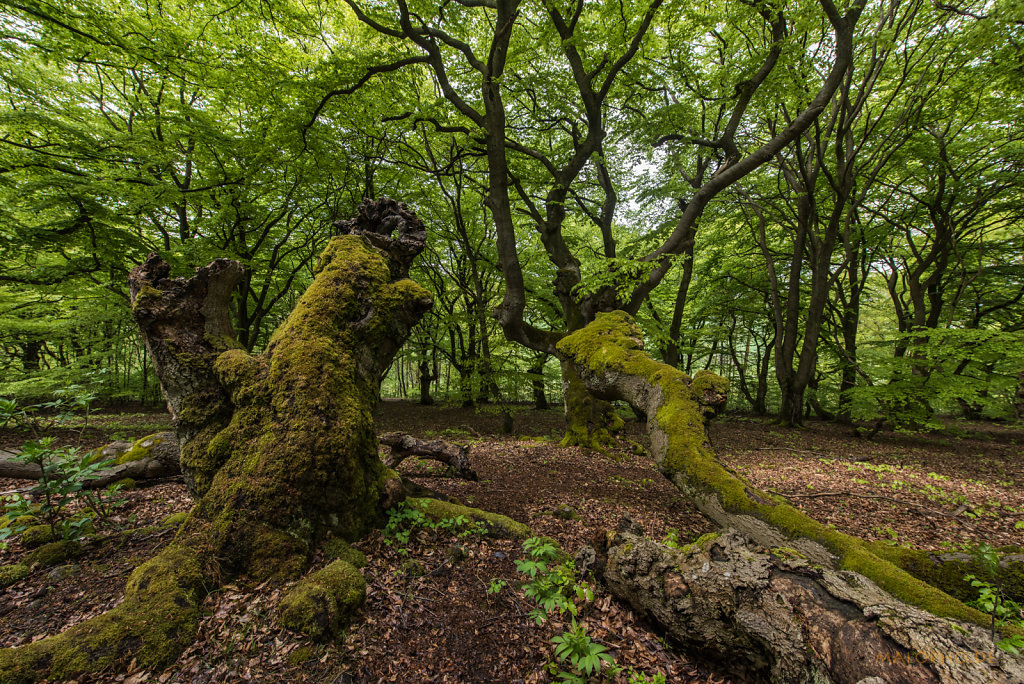Baum