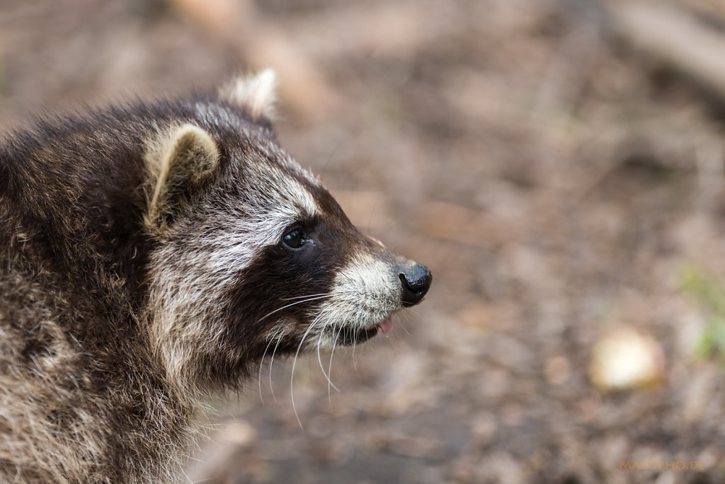 Waschbär Portrait-2