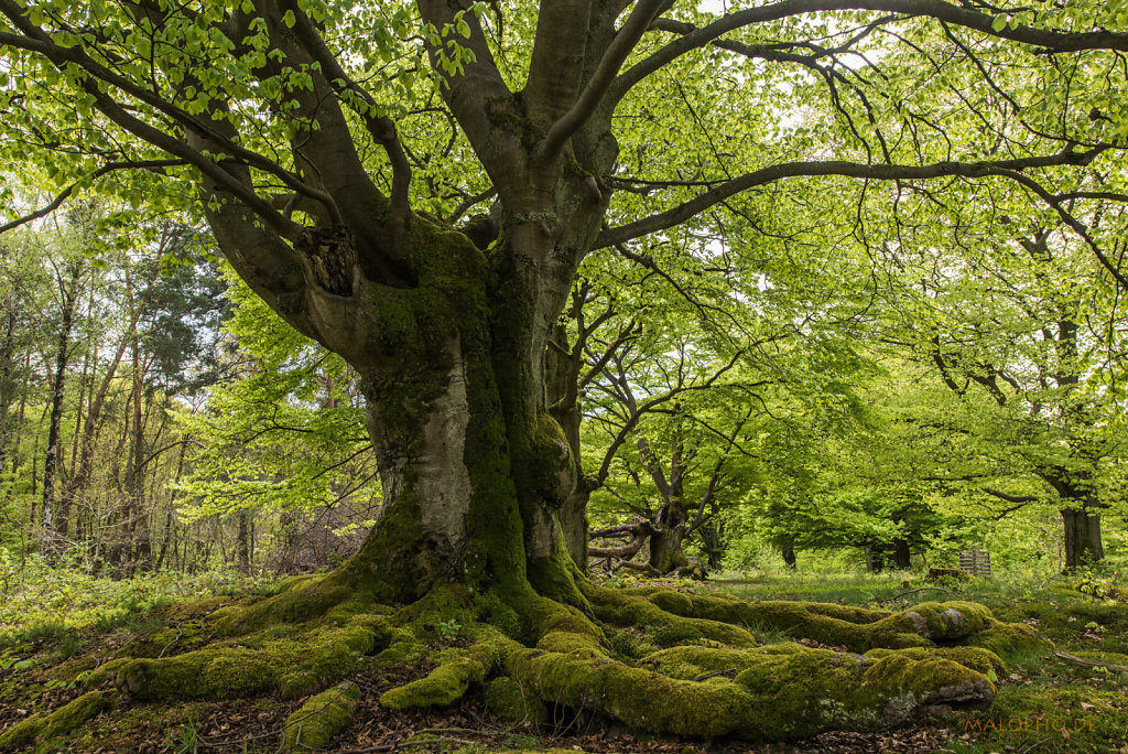 Baum