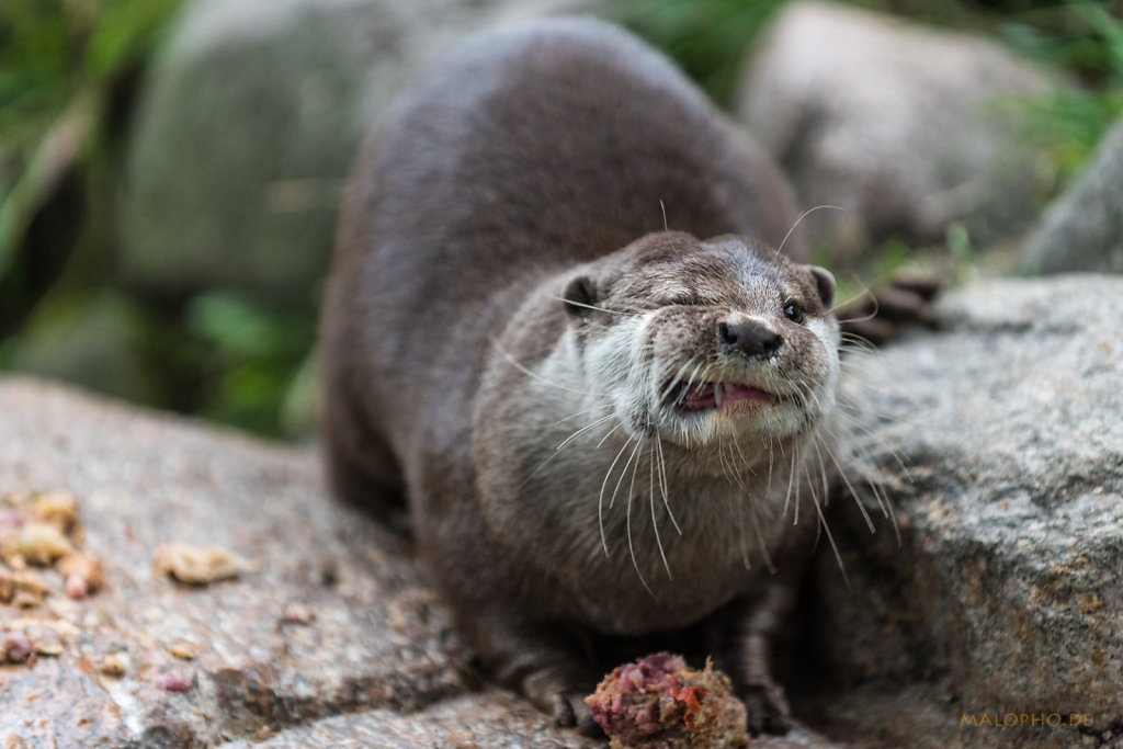 Otter-1