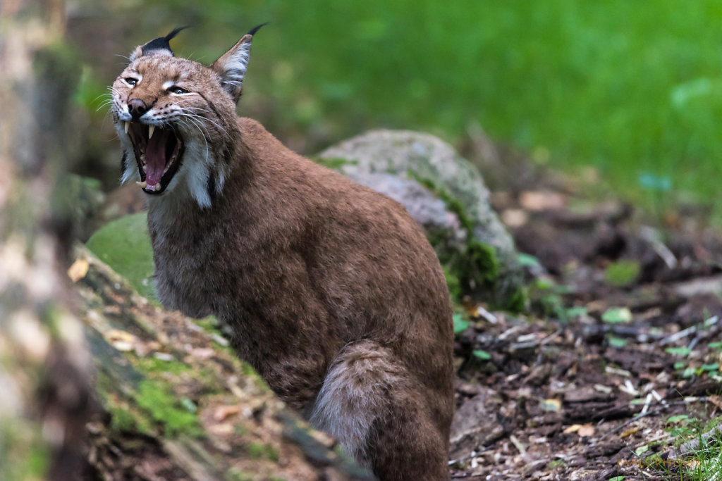 Luchs-2