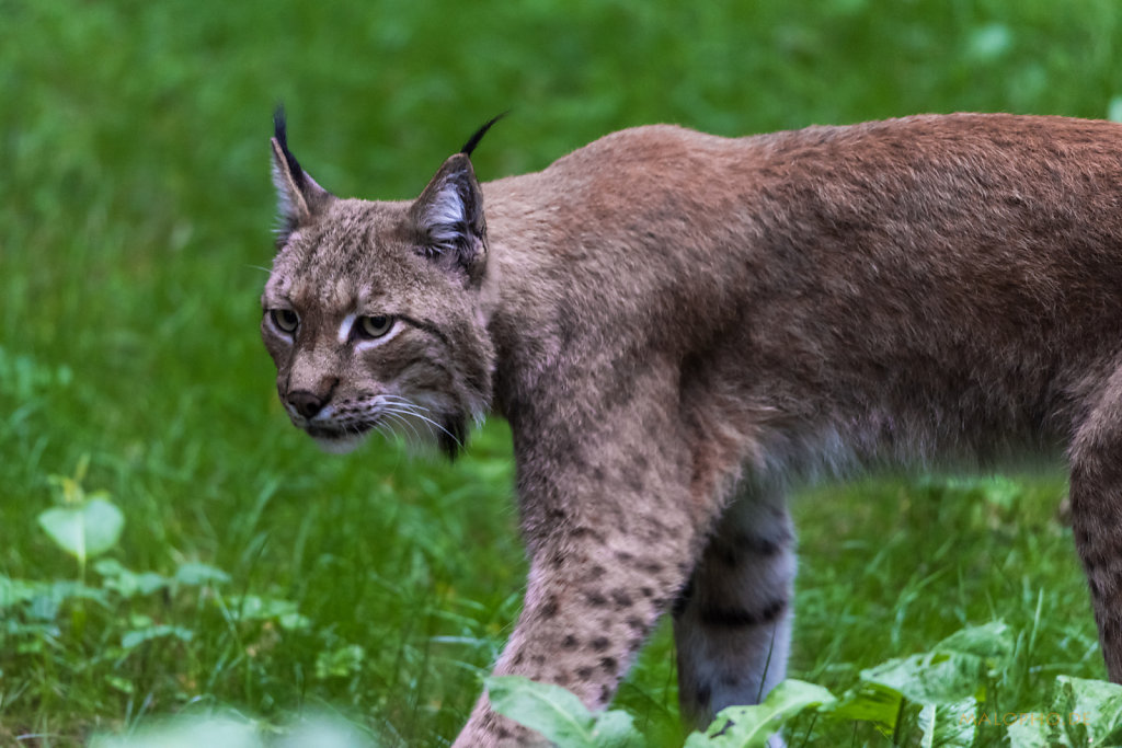 Luchs-3