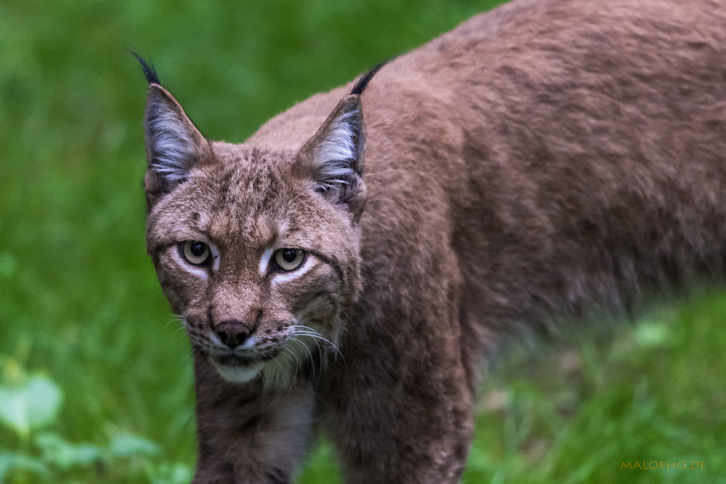 Luchs-4