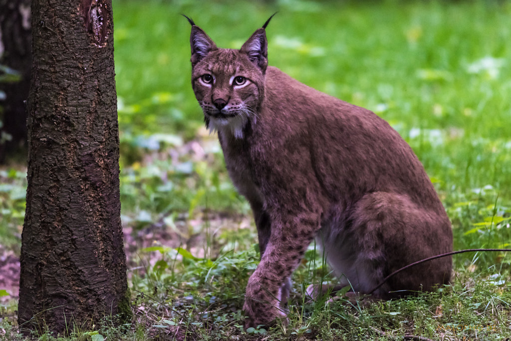 Luchs-5