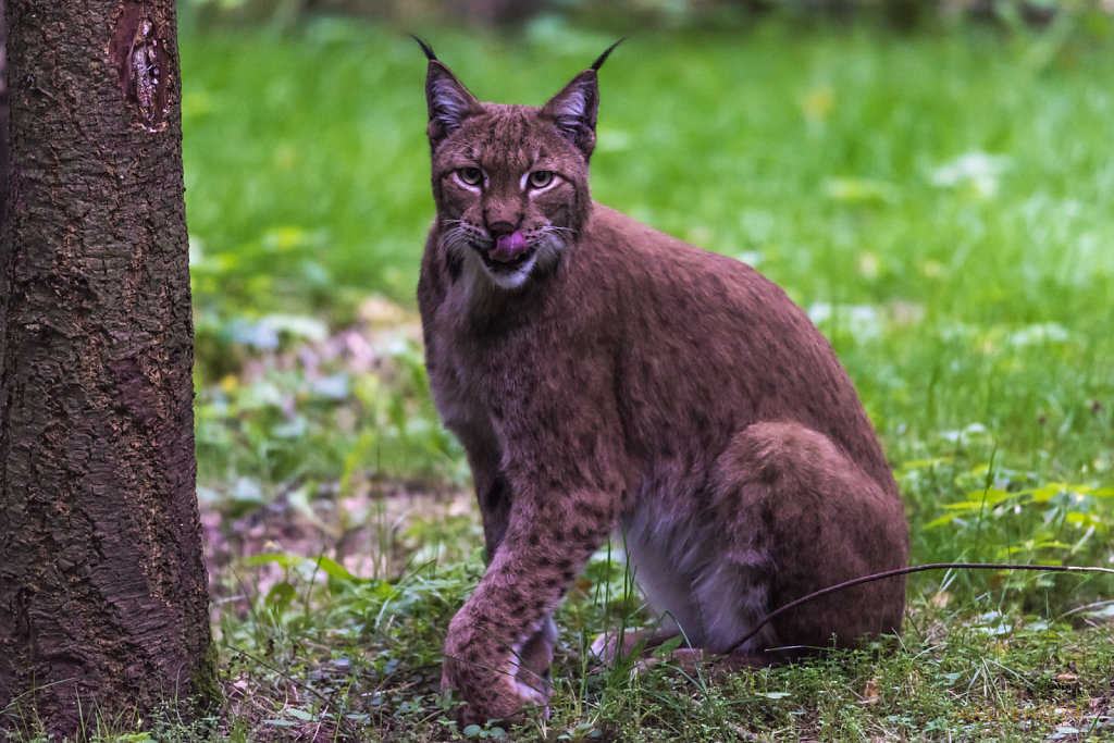 Luchs-6