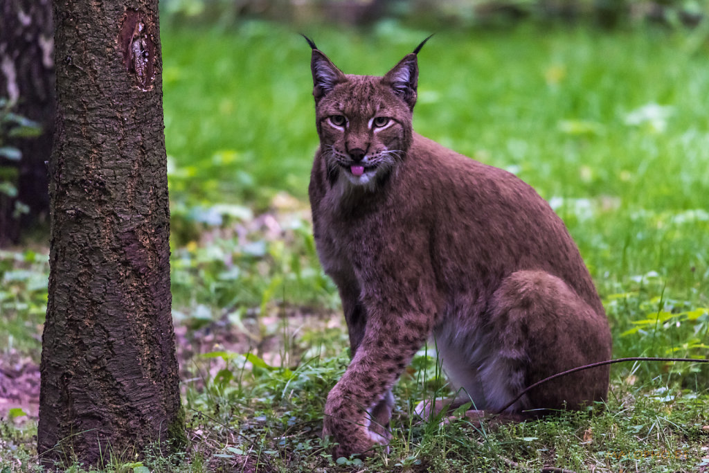 Luchs-7