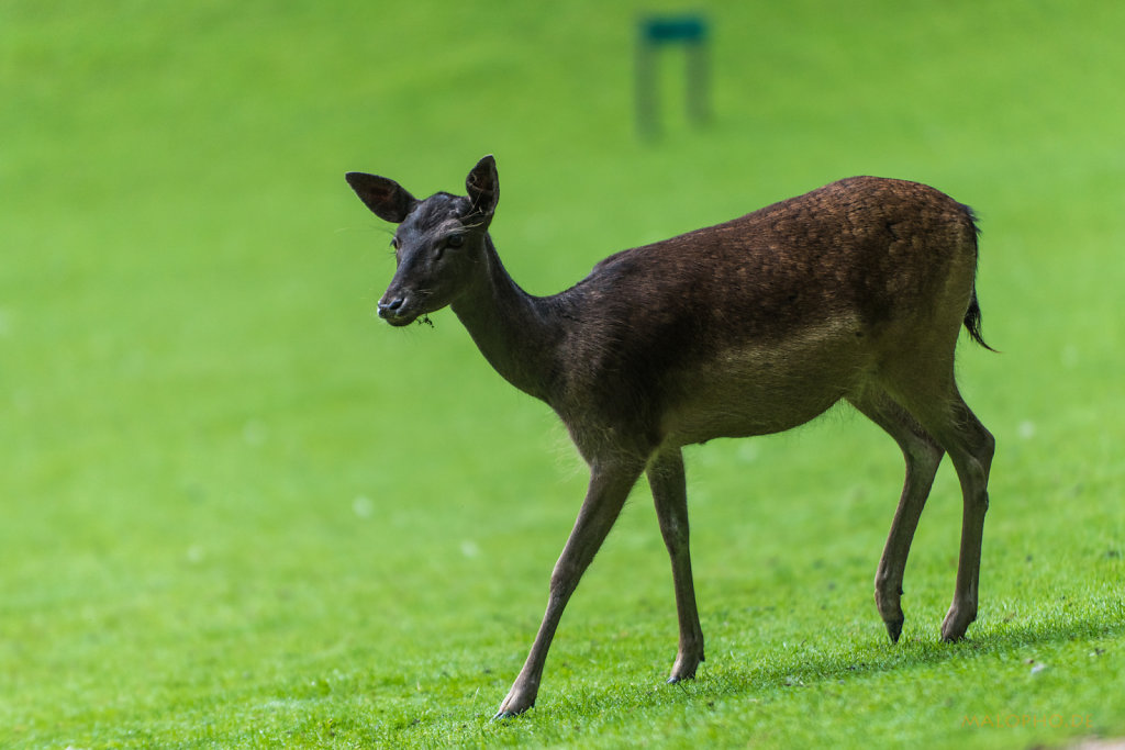 Wildpark Schwarze Berge 2015