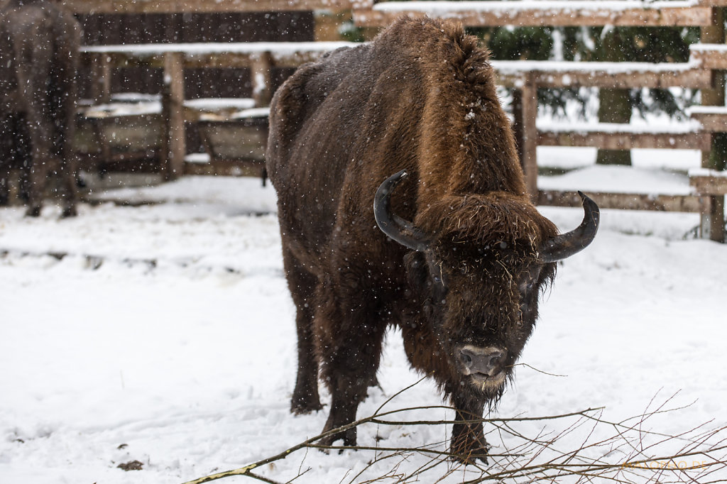 Wisent-1
