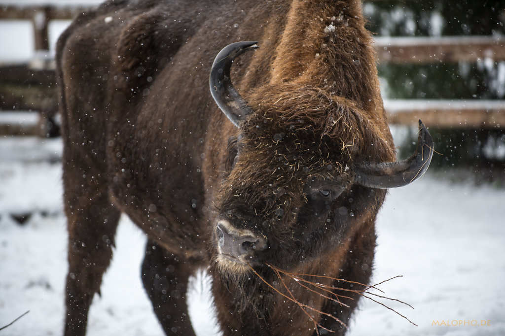 Wisent-2