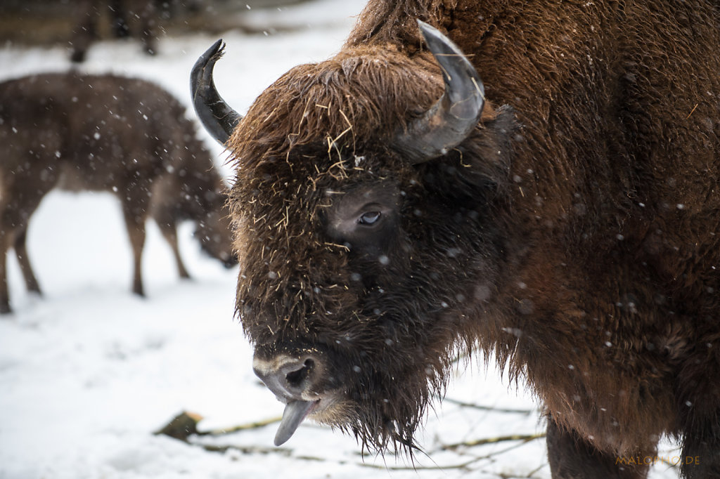 Wisent-3