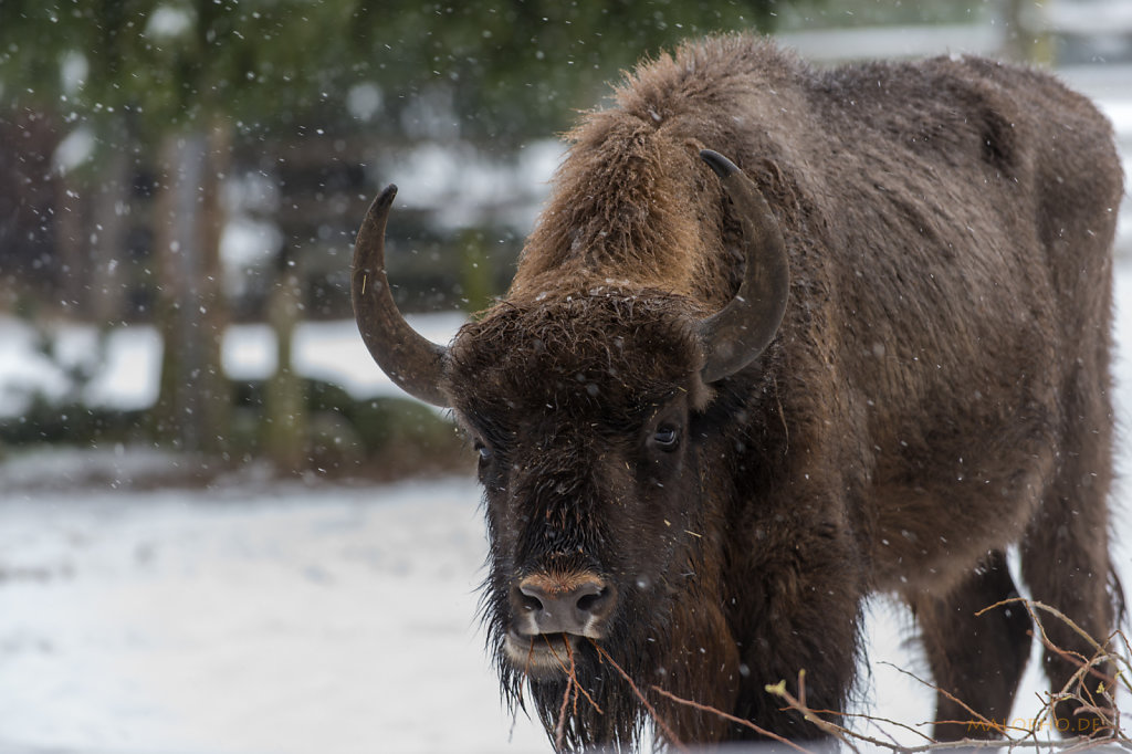 Wisent-4