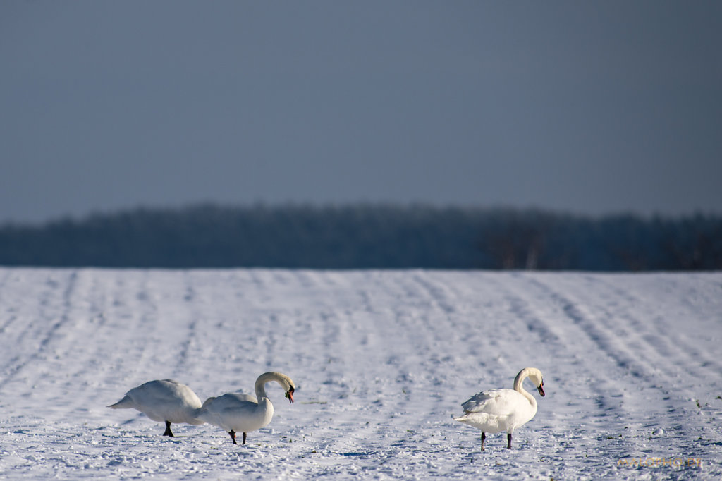 Schneeschwäne-2