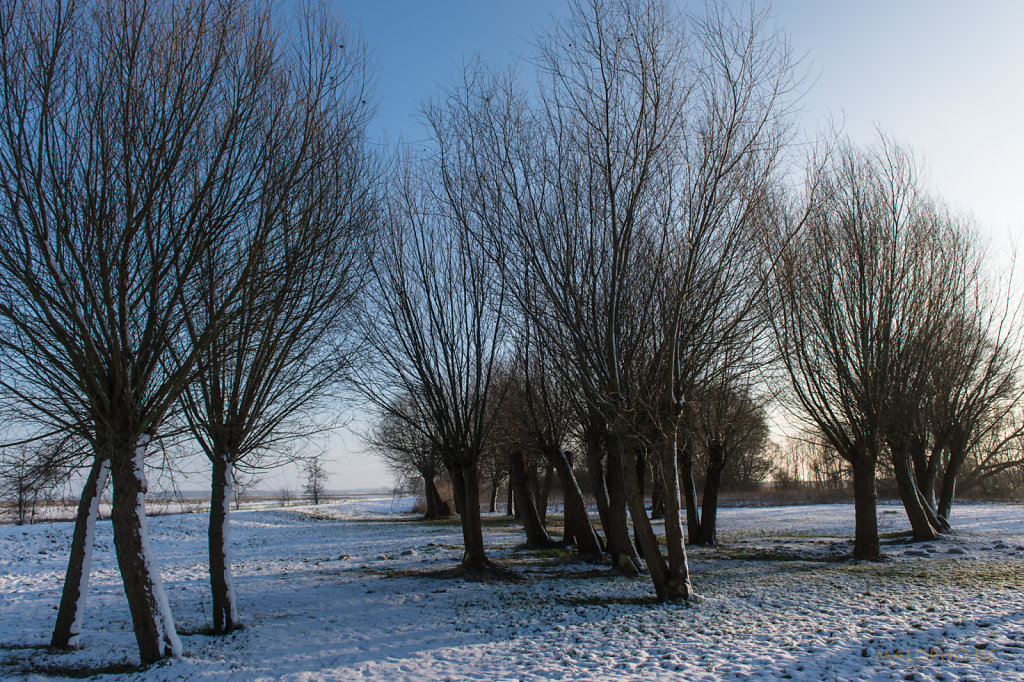 Schneeweiden
