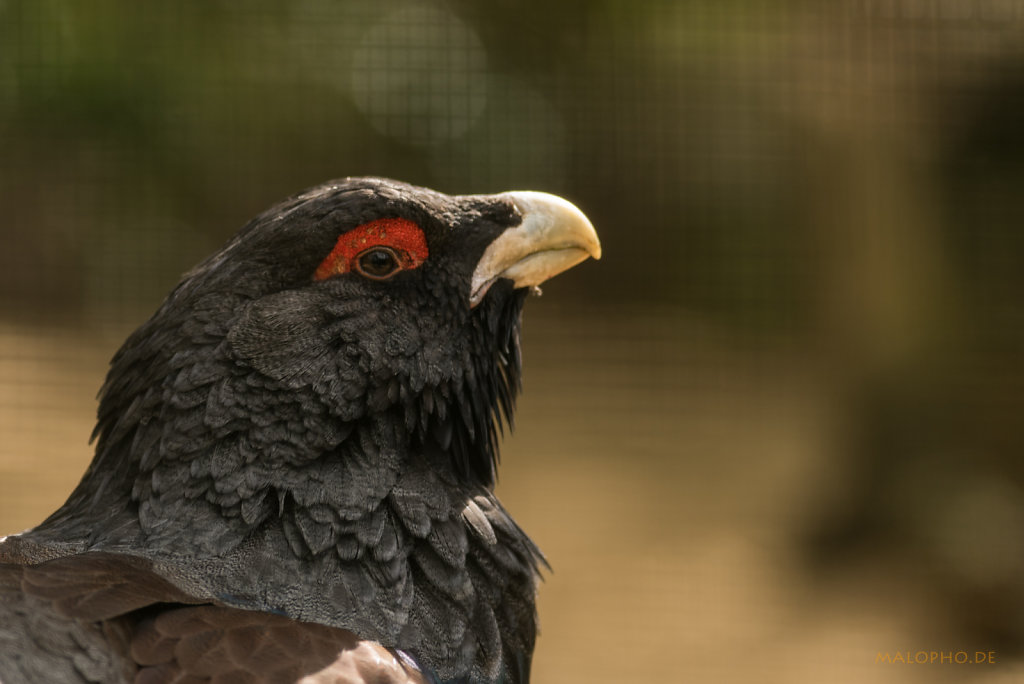 Auerhuhn