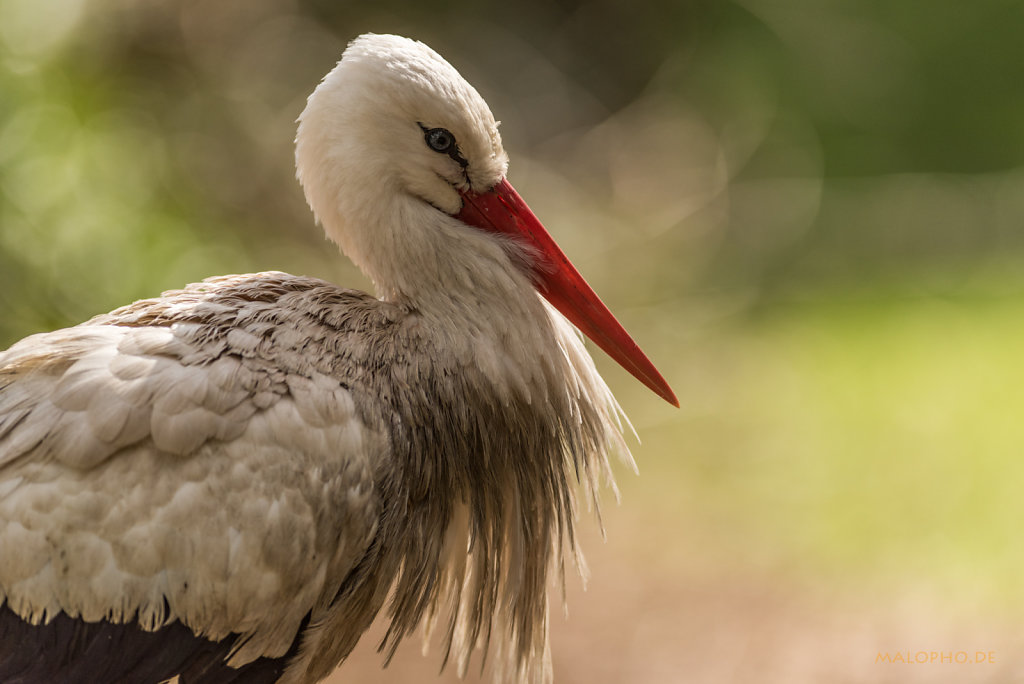 Weißstorch Portrait