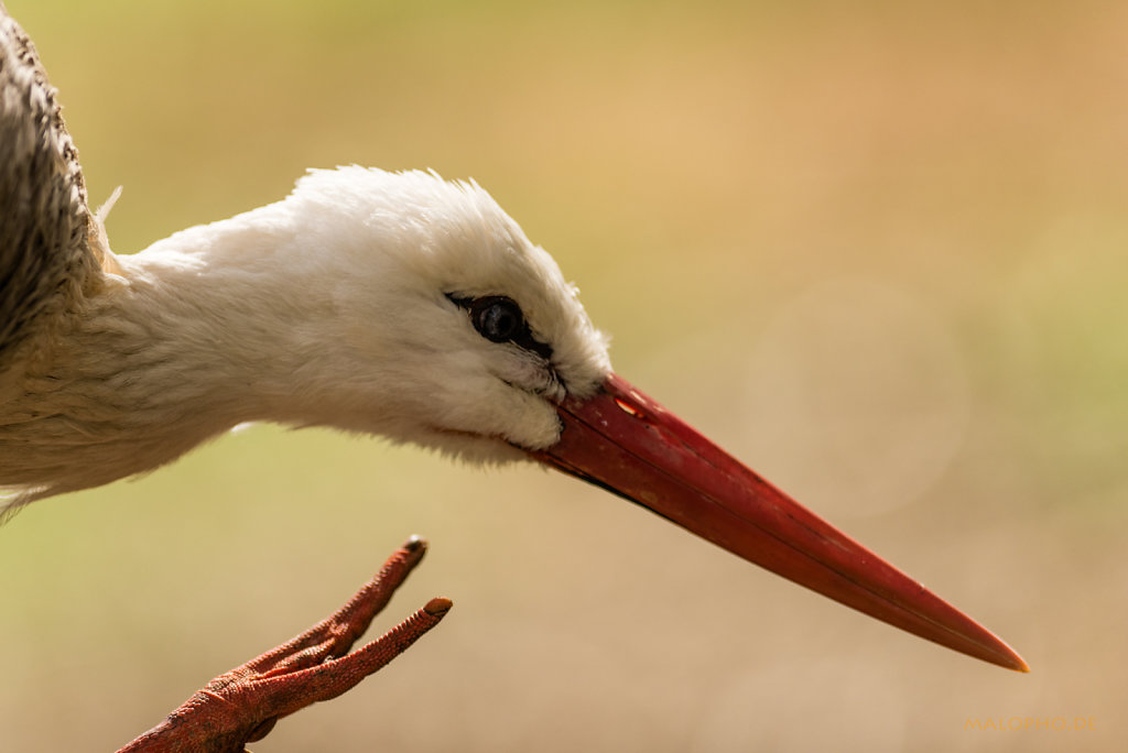 Weißstorch Schnabel