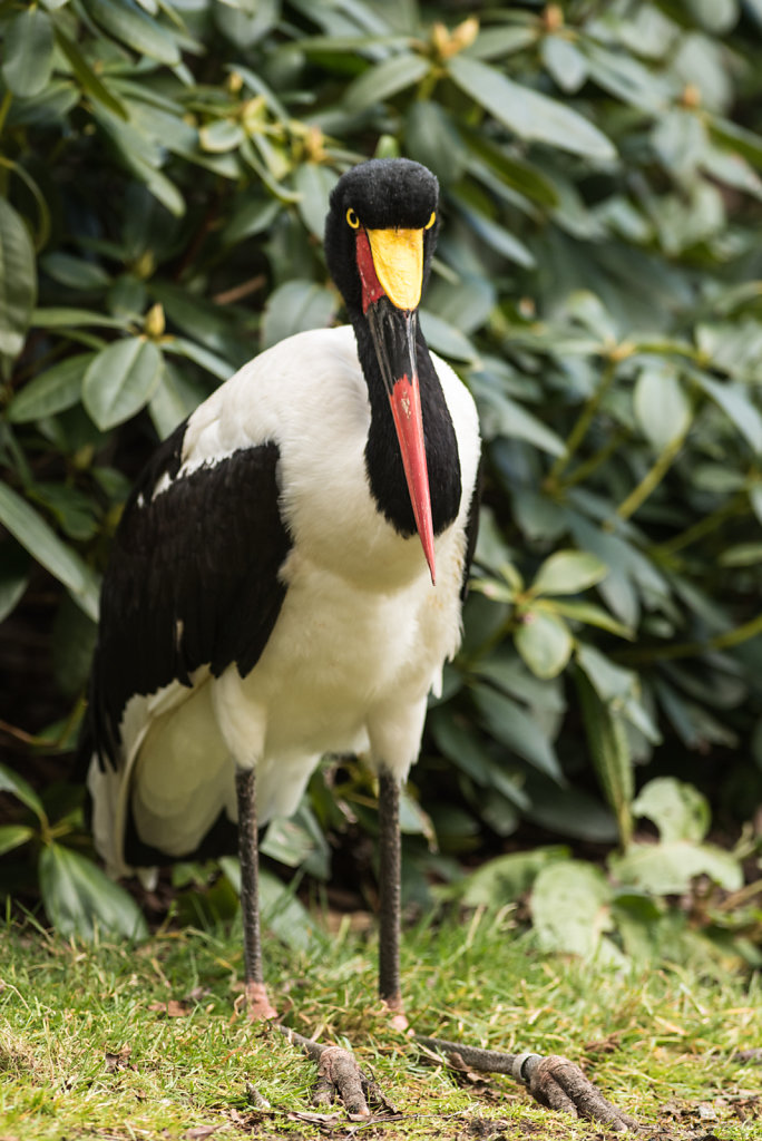 Sattelstorch